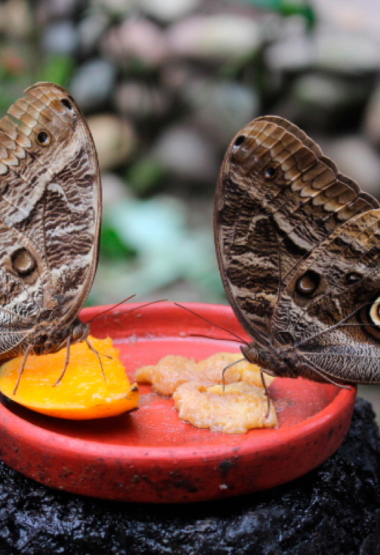 Mariposario